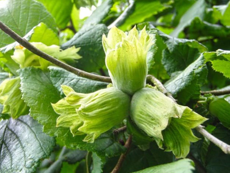 Fındık Yazlık Gübreler